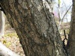 Tronco Quercus Mongolica