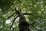 Tronco Quercus Robur
